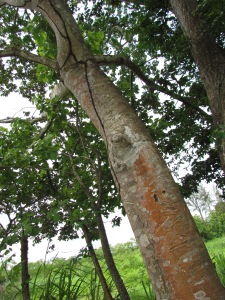 Árbol Panamá, (Sterculia apetala)